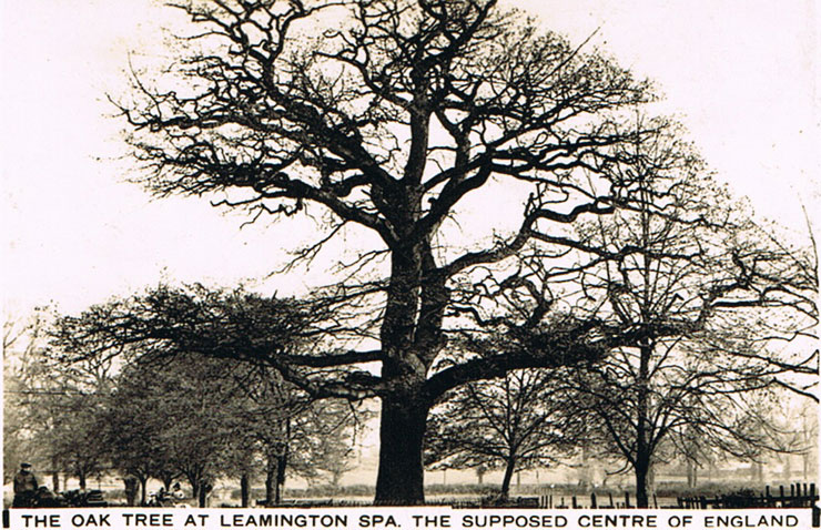 Oak Tree at Leamington Spa