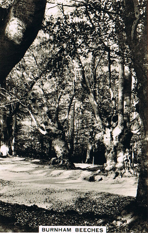 Burnham Beeches