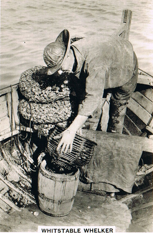 Whitstable Whelker