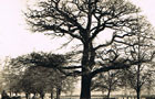 Oak Tree at Leamington Spa