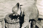 Whitstable Whelker